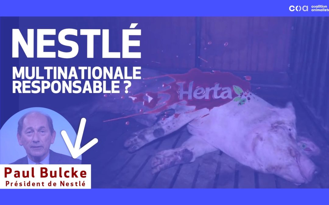 La Coalition animaliste (COA) lance une pétition contre Nestlé